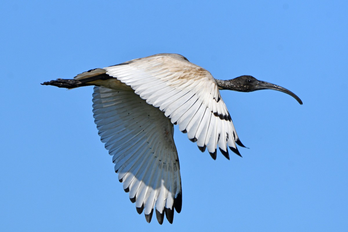 ibis australský - ML545999501