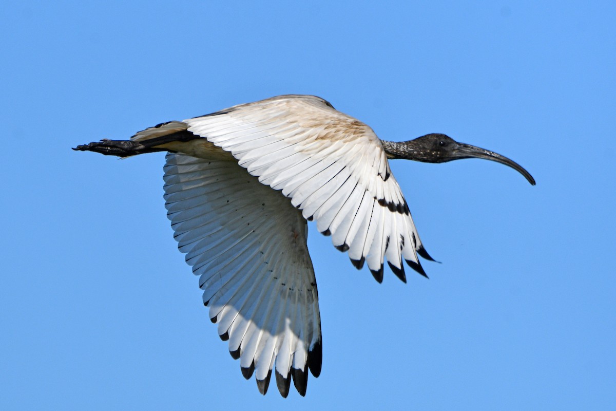 Australian Ibis - Peter & Shelly Watts