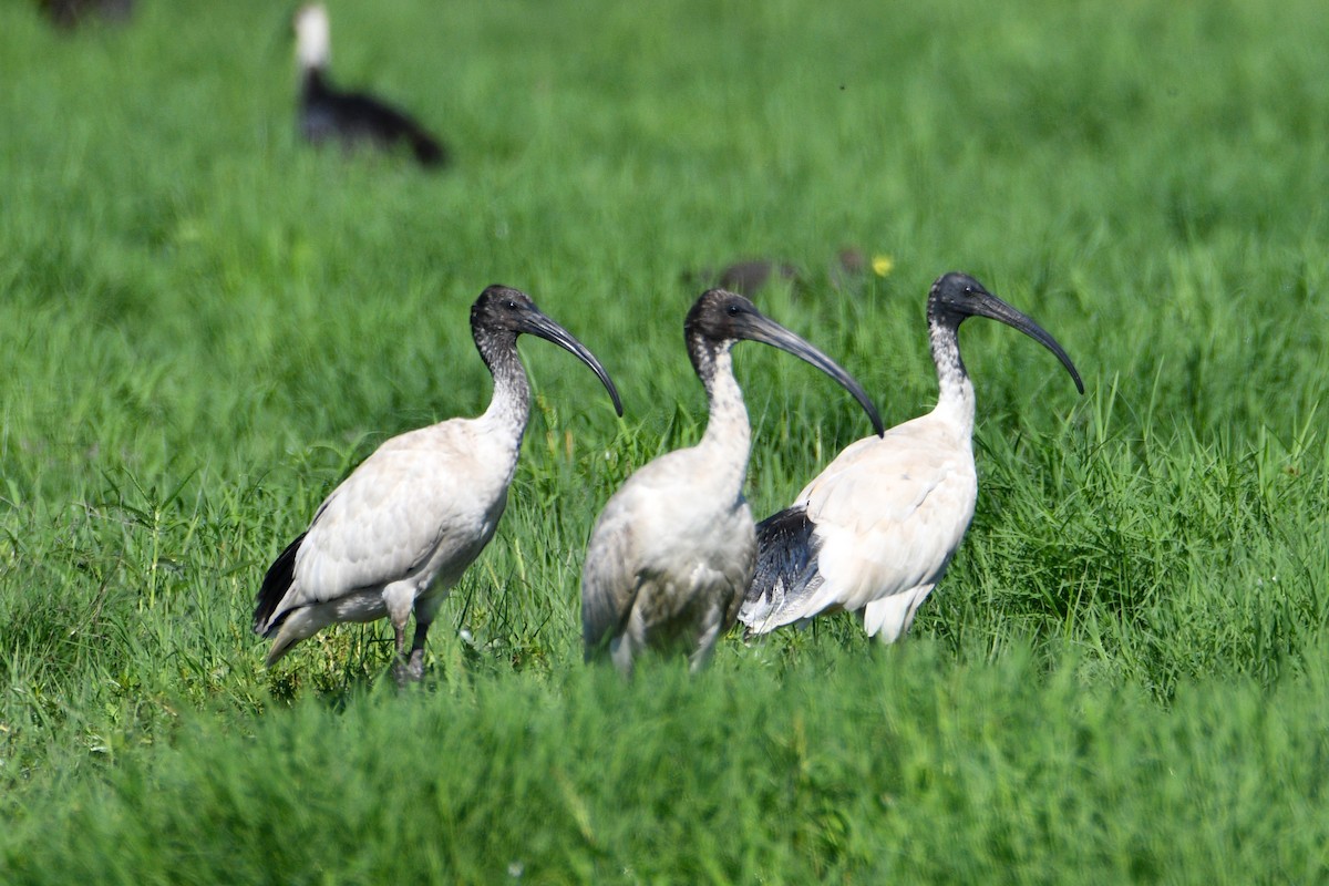 ibis australský - ML545999511