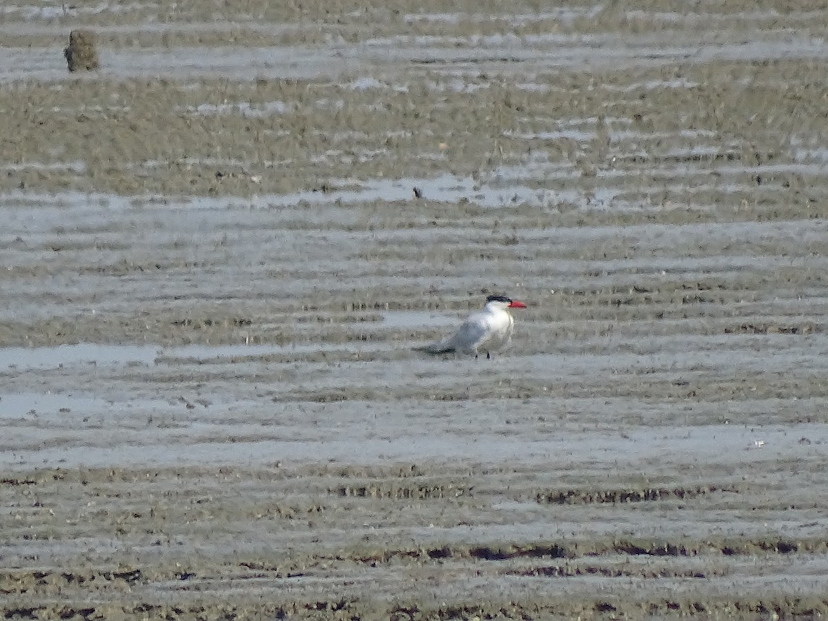 Caspian Tern - Lai Wah Liu