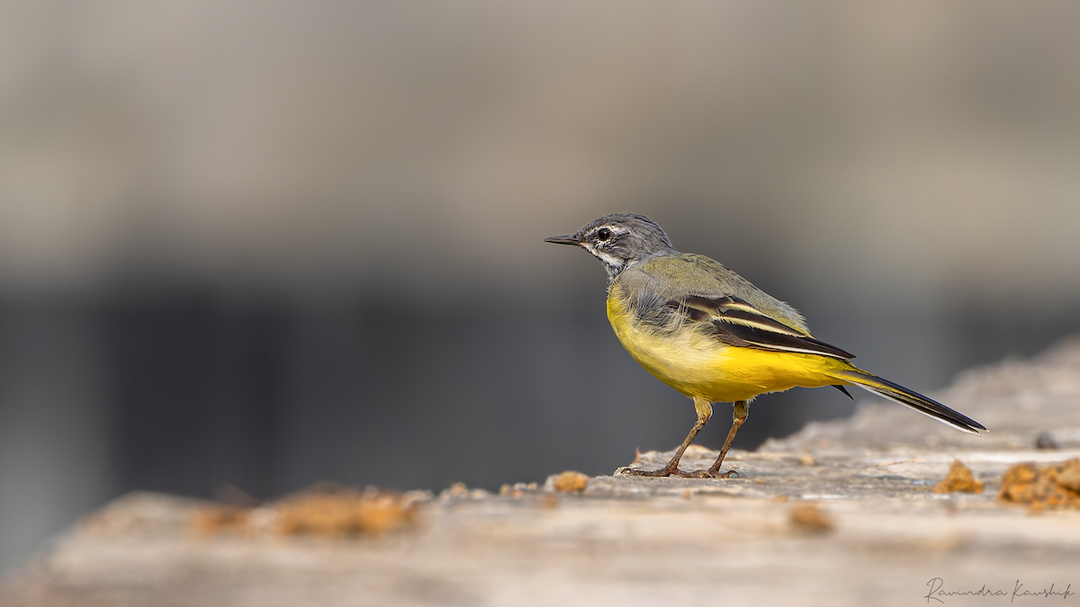 Gray Wagtail - ML546002371