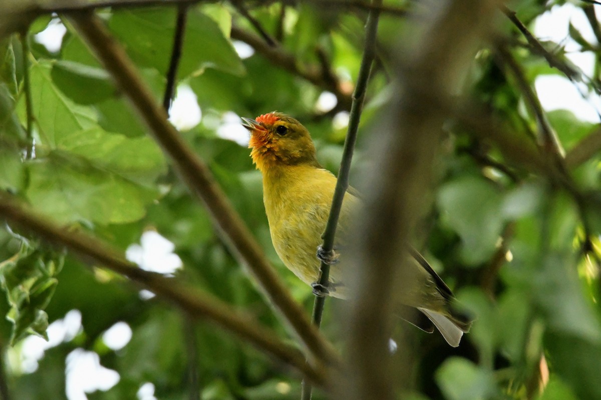 Fire-capped Tit - Mayoh DE Vleeschauwer