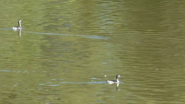 Australasian Grebe - ML546002581