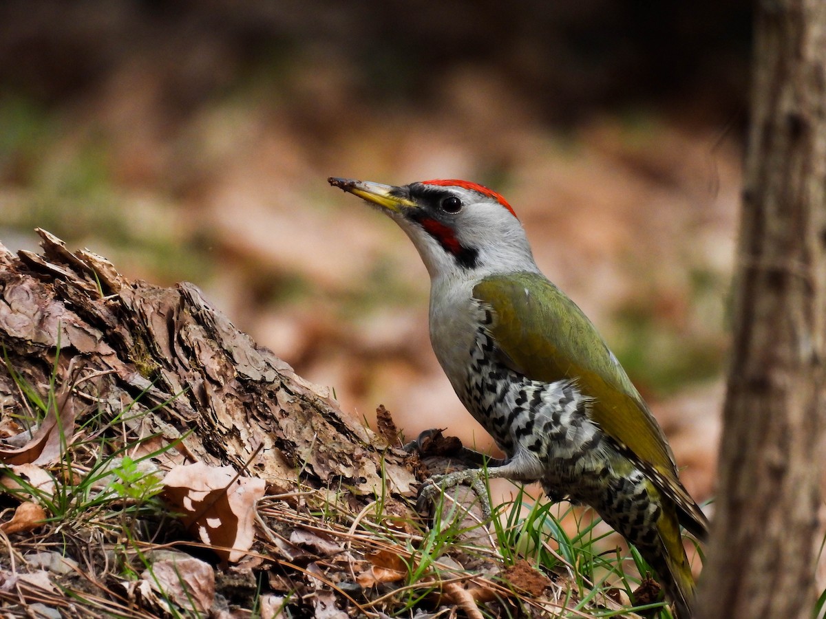 Japanese Woodpecker - ML546003541