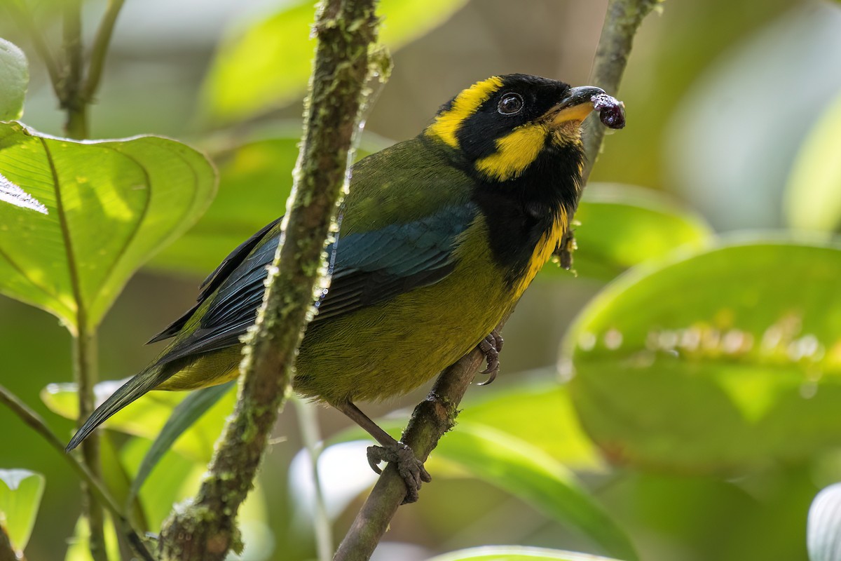 Gold-ringed Tanager - ML546003581