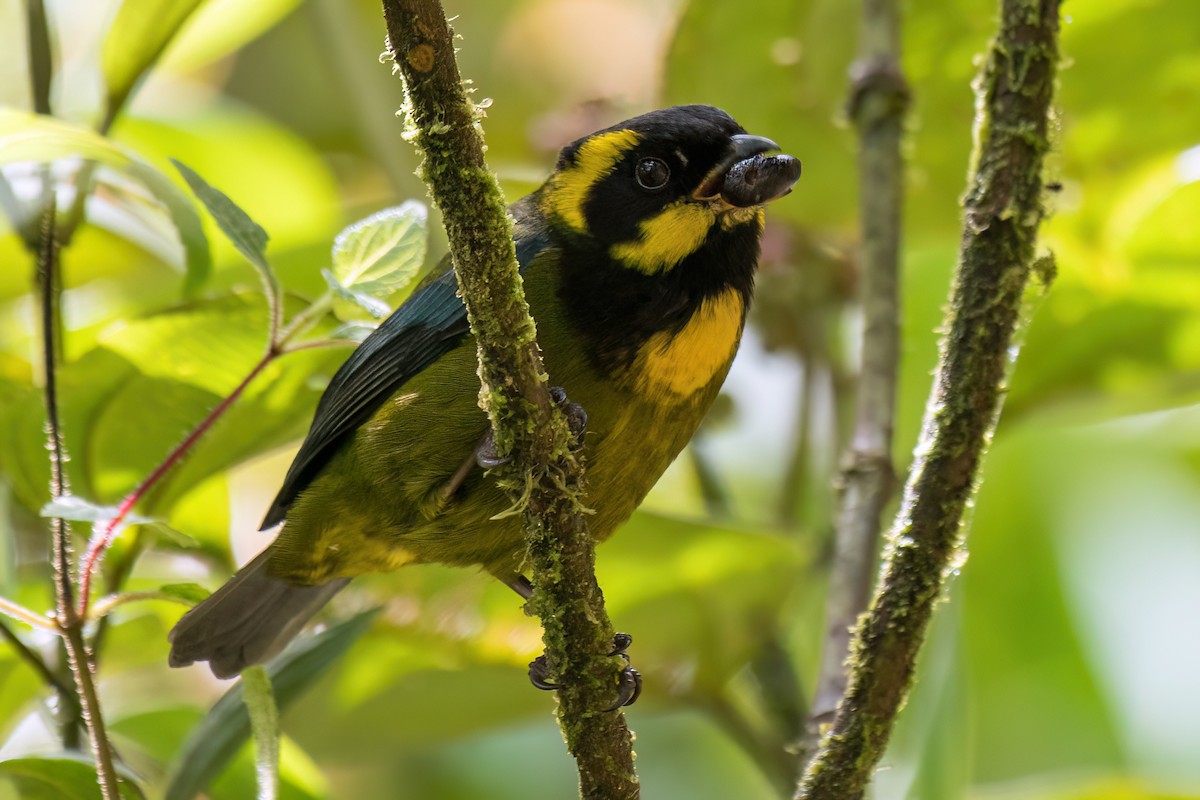 Gold-ringed Tanager - ML546003591