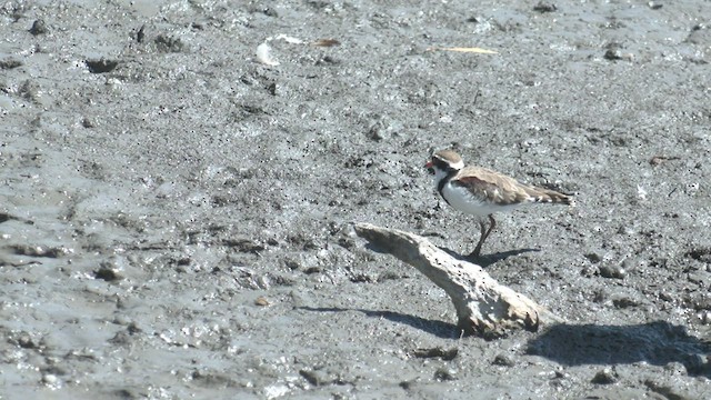 Black-fronted Dotterel - ML546004261