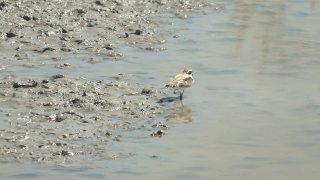 Black-fronted Dotterel - ML546004271