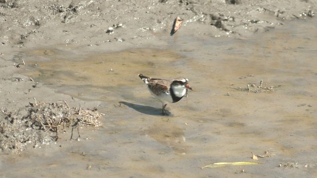 Black-fronted Dotterel - ML546004331