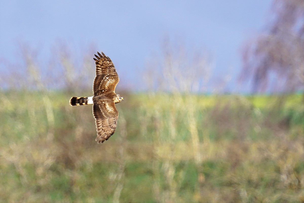 Hen Harrier - Daniel Winzeler