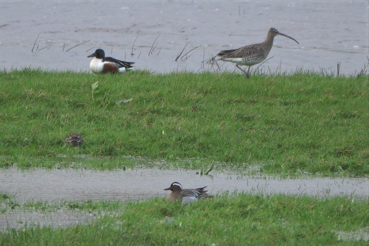 Garganey - ML546004921