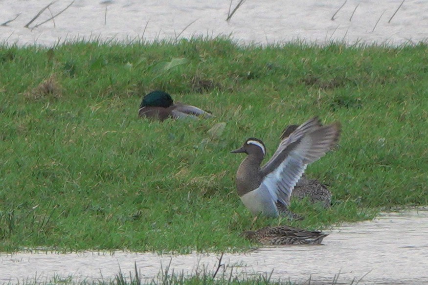 Garganey - John Reeves