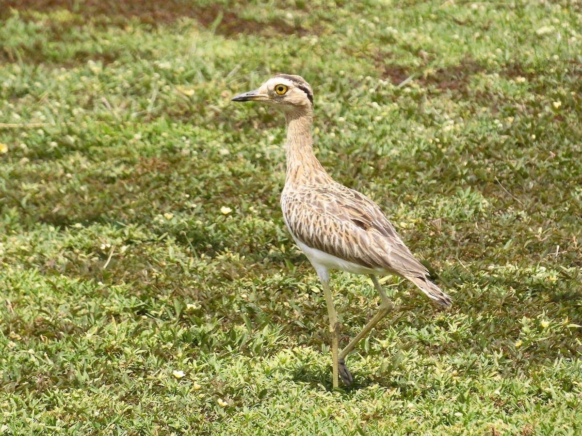 Double-striped Thick-knee - Tarran Maharaj