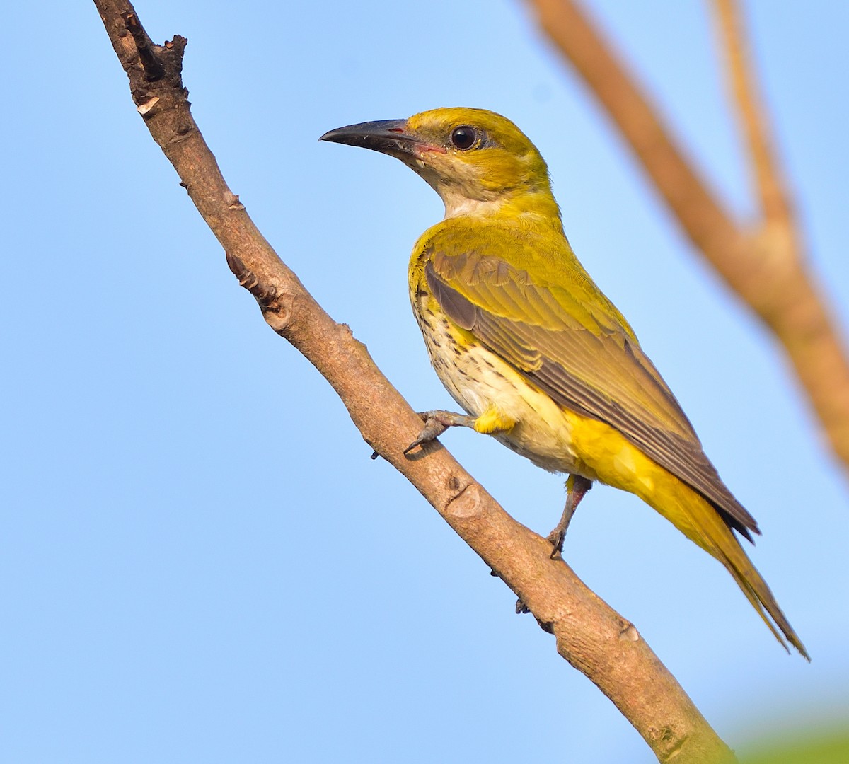 Indian Golden Oriole - ML546007351