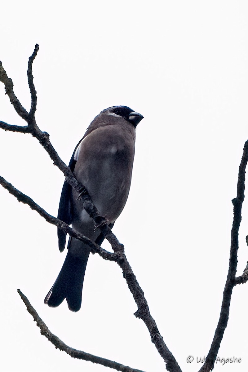 Brown Bullfinch - Uday Agashe