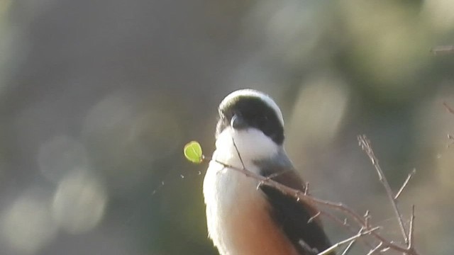 Bay-backed Shrike - ML546009781