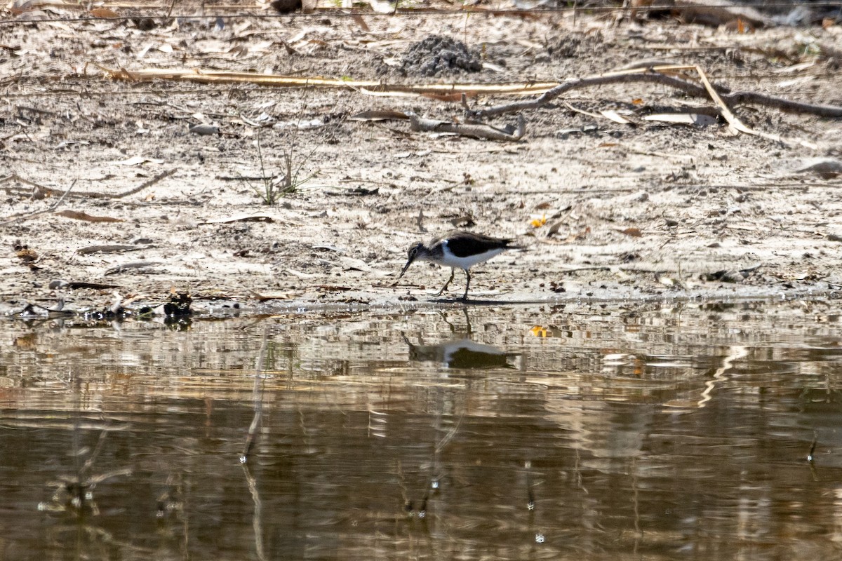 Common Sandpiper - ML546010801