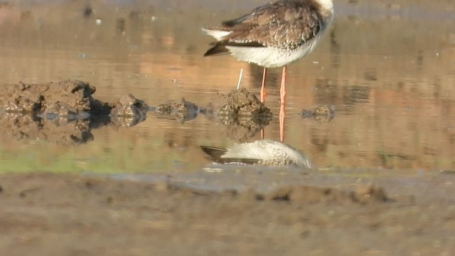 Spotted Redshank - ML546011021