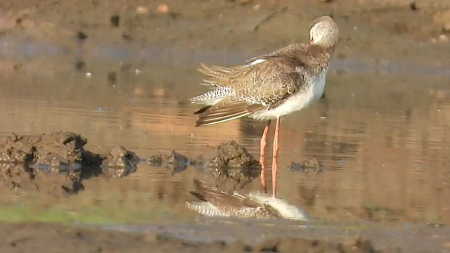 Spotted Redshank - ML546011111