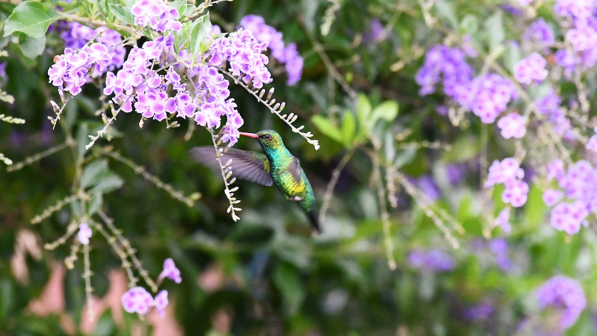 kolibřík lesklobřichý - ML546011671