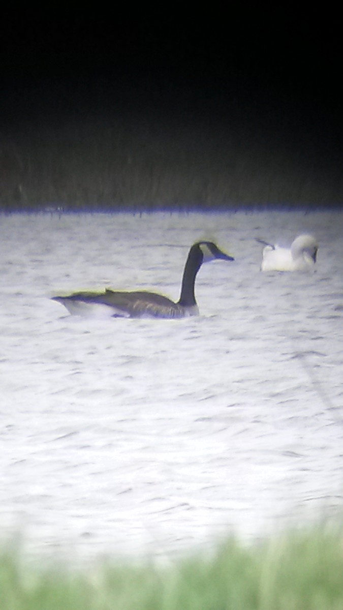 Snow/Ross's Goose - ML54601181