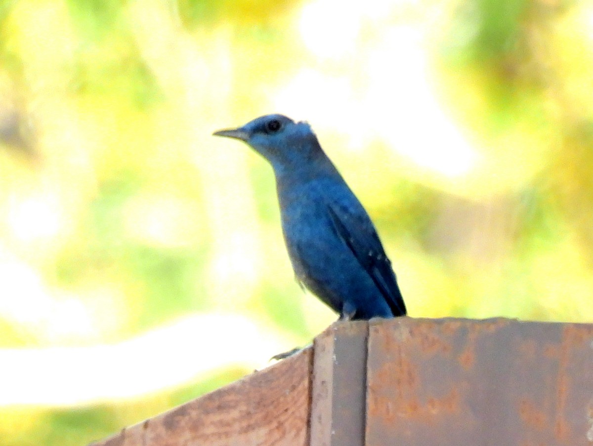 Blue Rock-Thrush - ML546011821