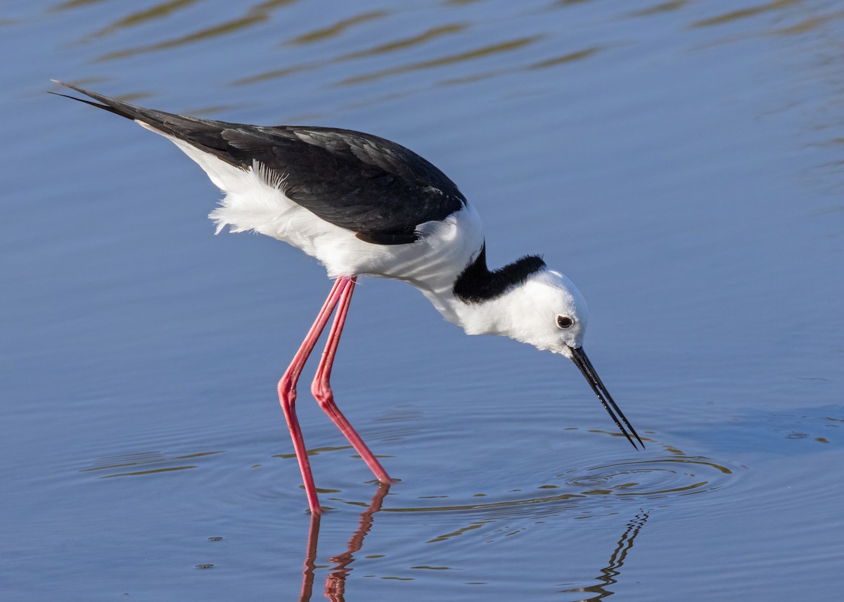 Pied Stilt - ML546011921