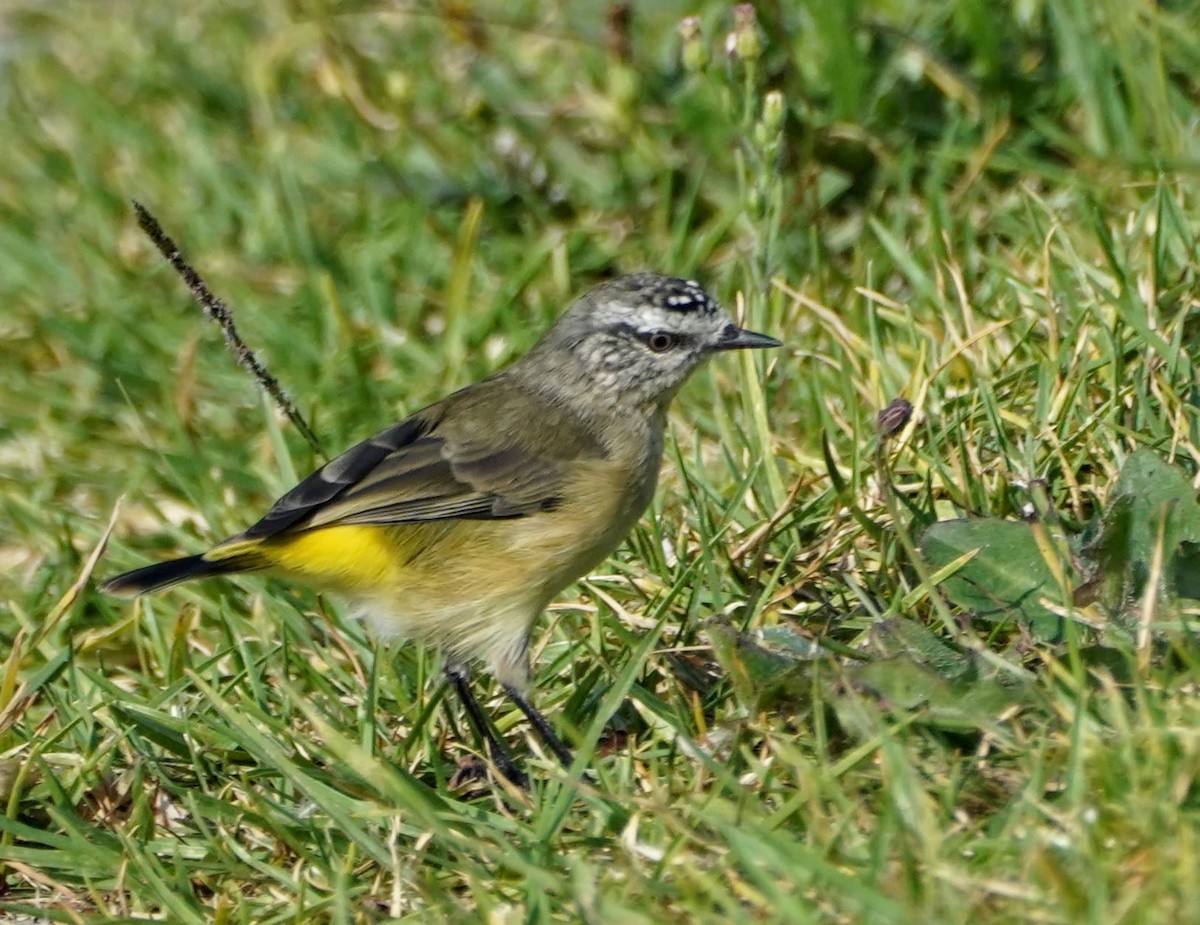 Yellow-rumped Thornbill - ML546013331