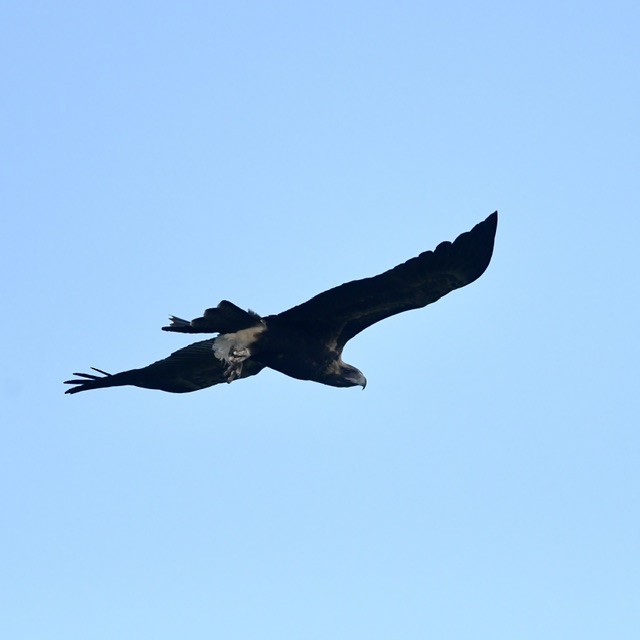Wedge-tailed Eagle - Mike Barrow