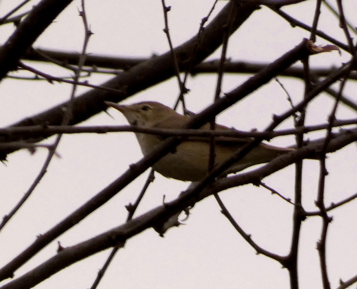 Blyth's Reed Warbler - ML546013891