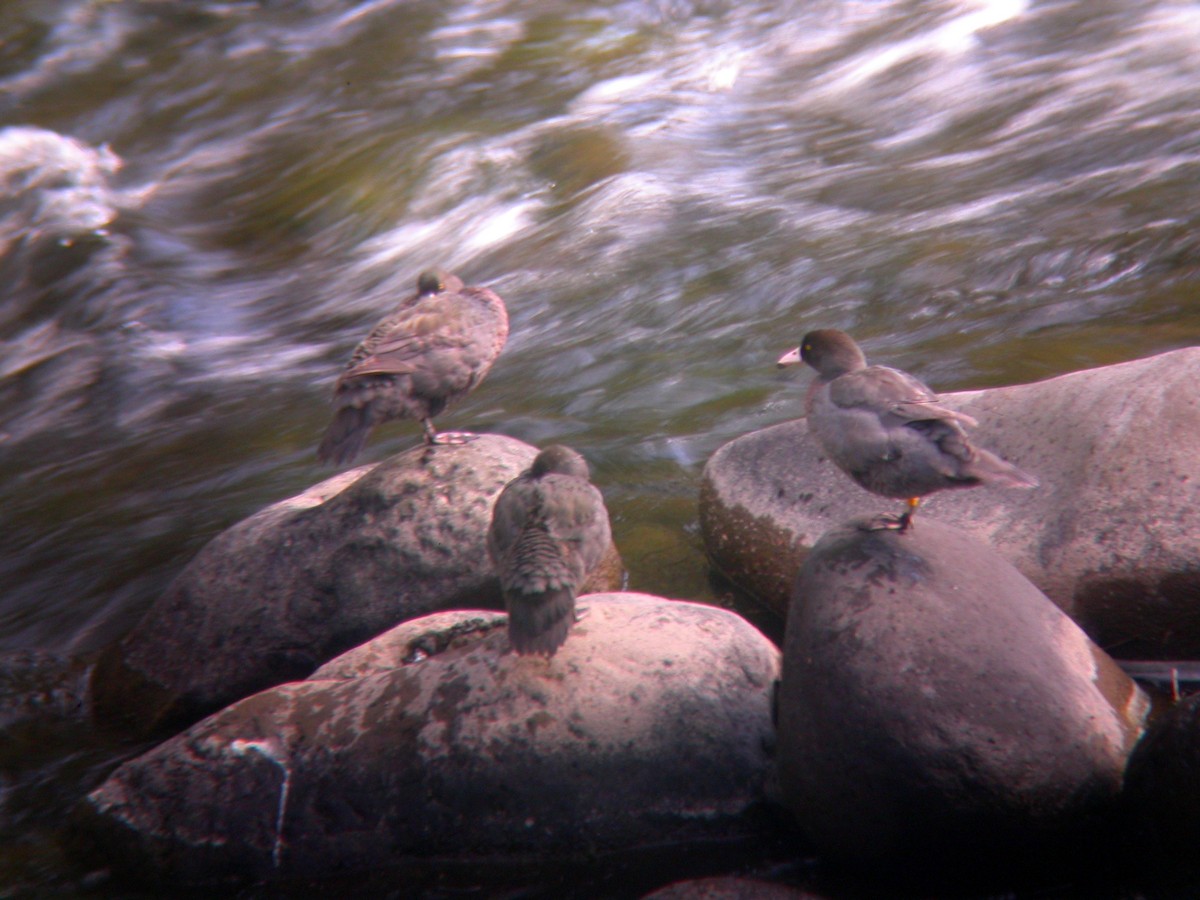 Blue Duck - ML54601391