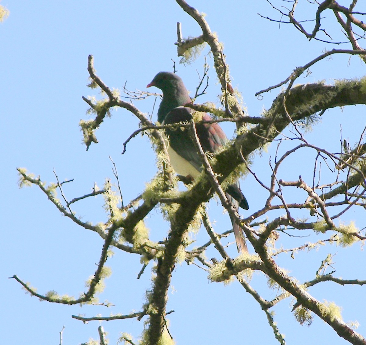 New Zealand Pigeon - ML54601401