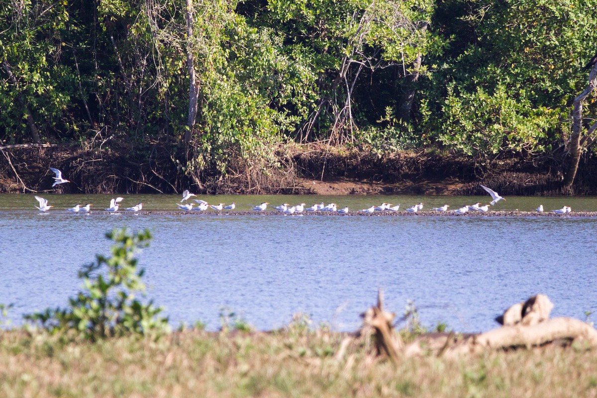 Royal Tern - ML546014741