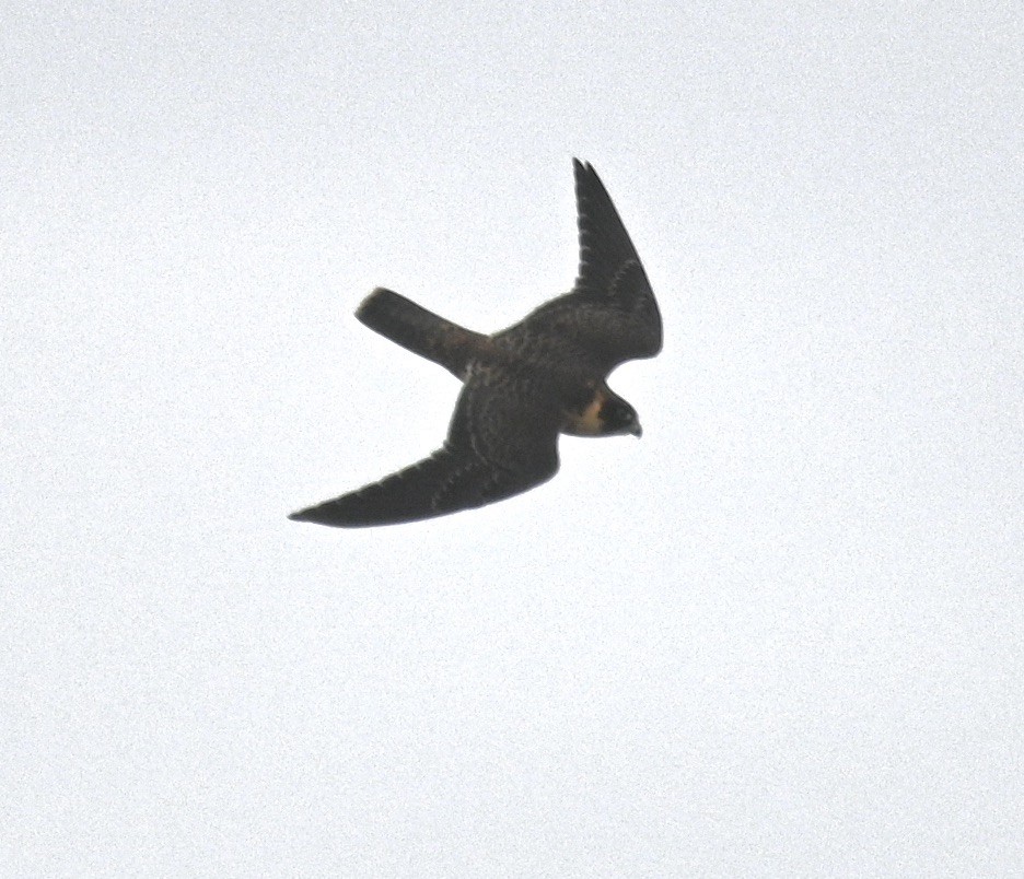 Australian Hobby - ML546016561