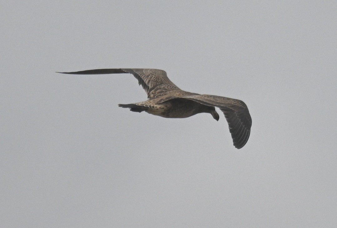 Pacific Gull - ML546016611