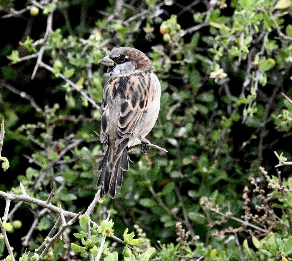 House Sparrow - ML546016711