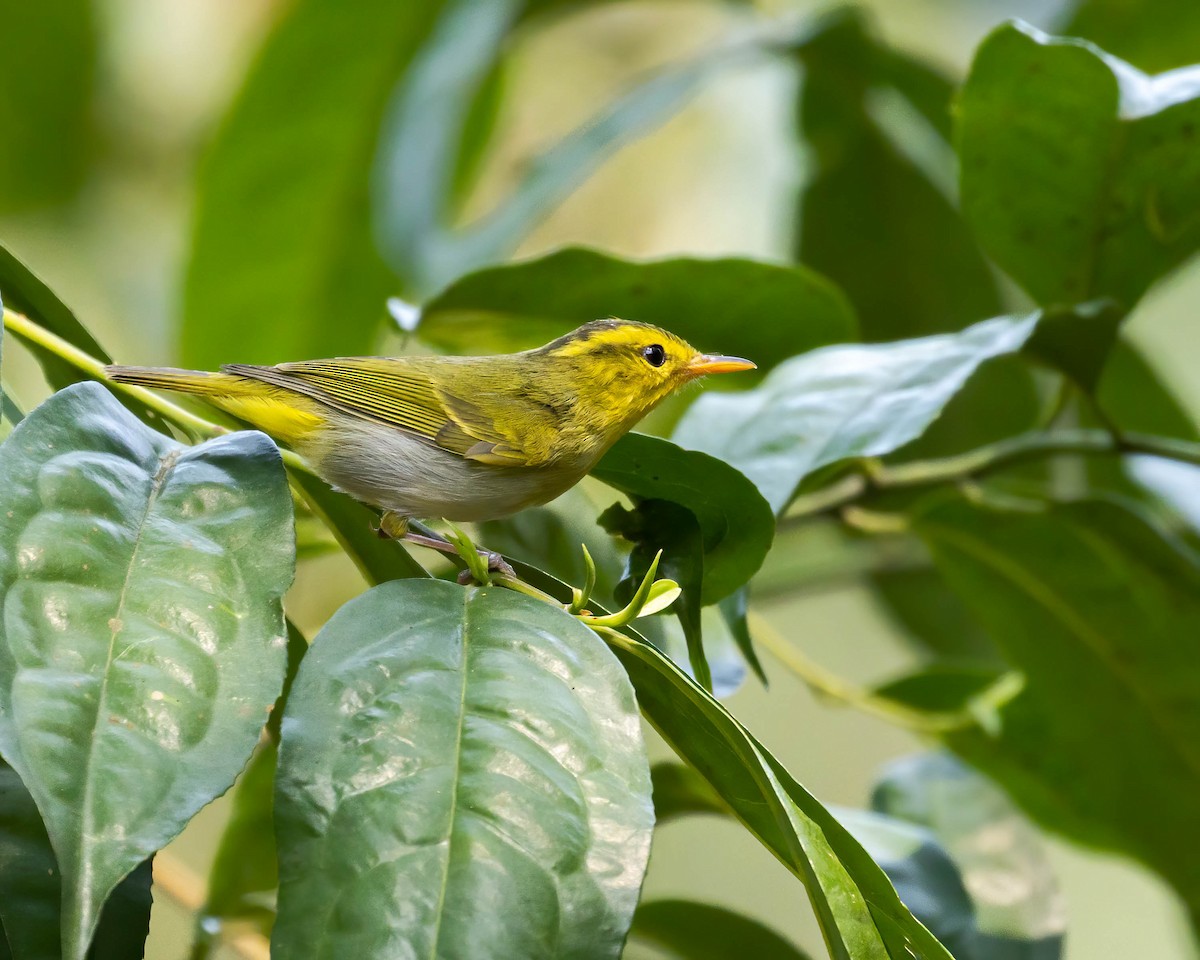 Yellow-vented Warbler - ML546016921