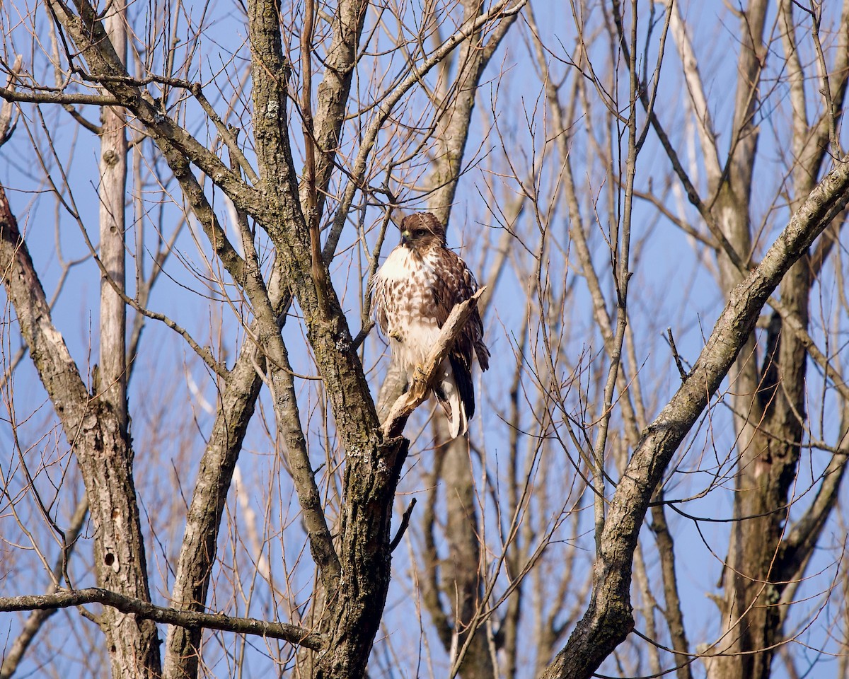 Red-tailed Hawk - ML546017481