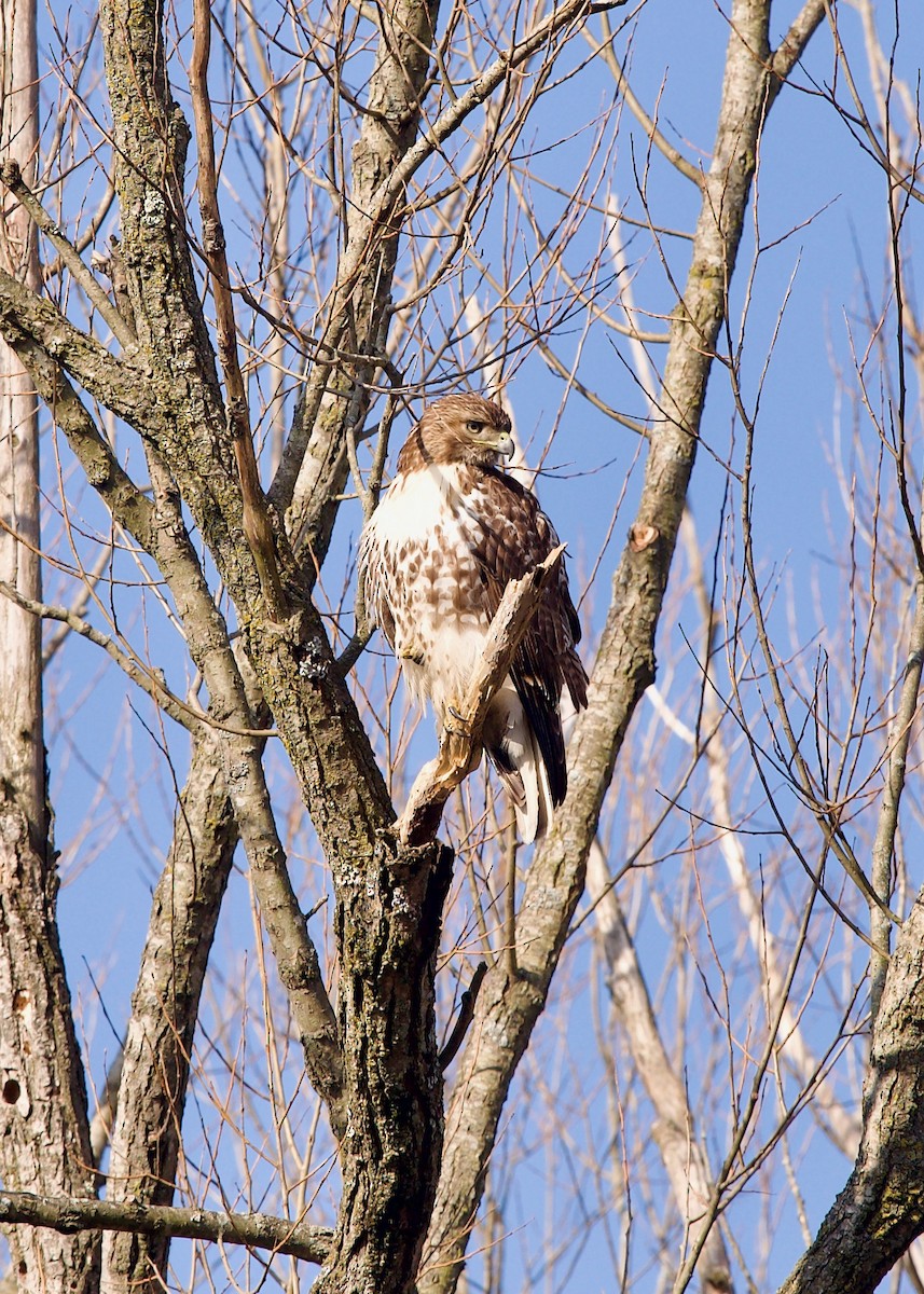 Red-tailed Hawk - ML546017491