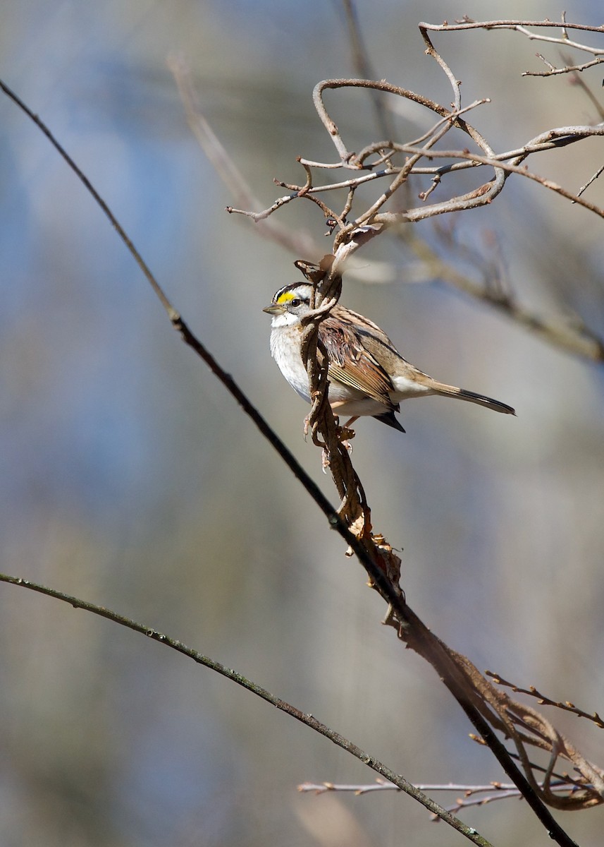 White-throated Sparrow - ML546017681
