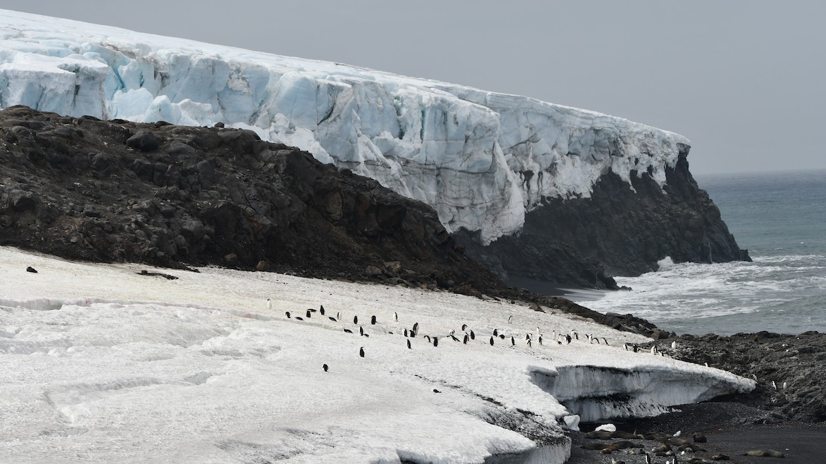 Chinstrap Penguin - ML546018241