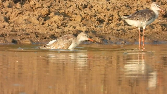 Spotted Redshank - ML546018491