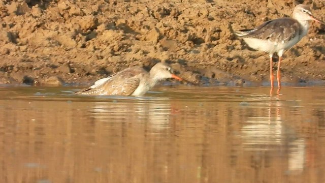 Spotted Redshank - ML546018491