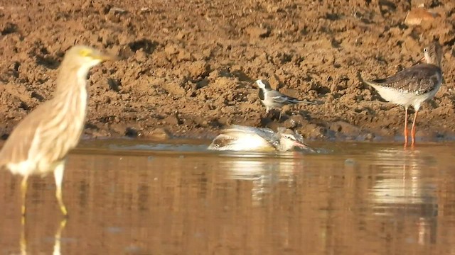 Spotted Redshank - ML546019001