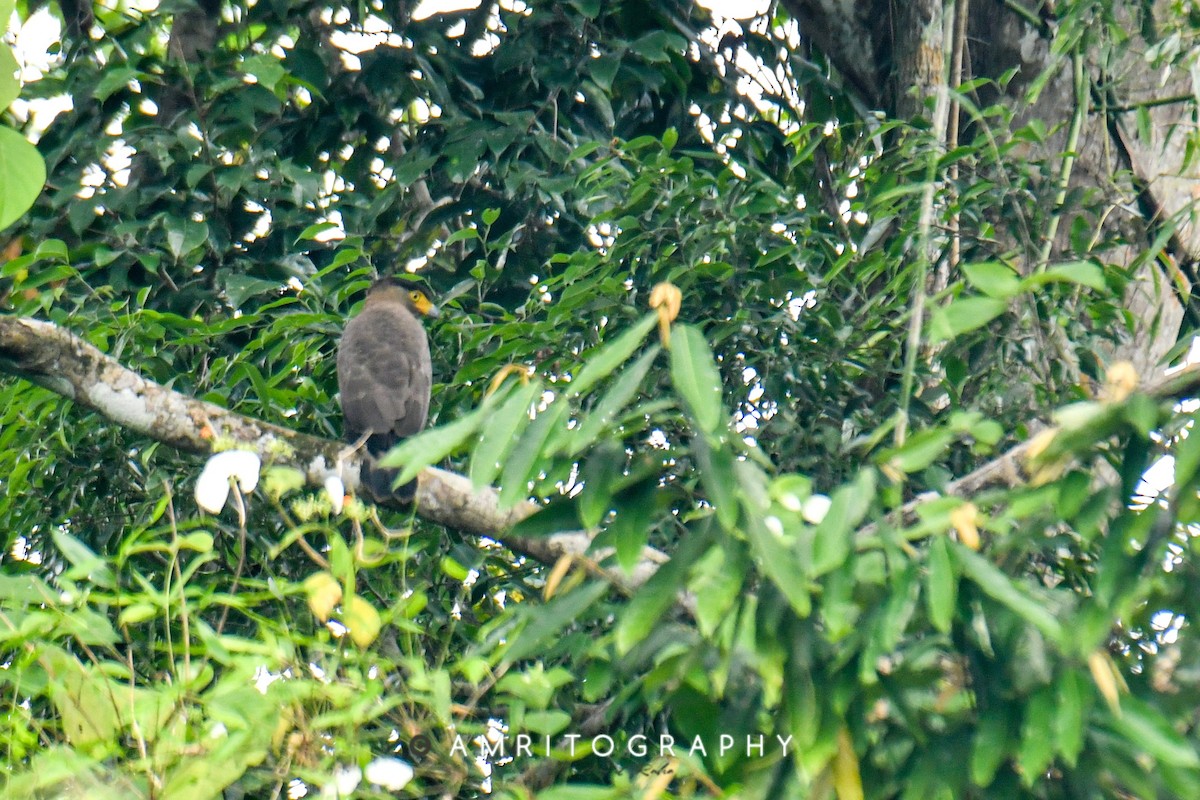 Nicobar Serpent-Eagle - ML546019551