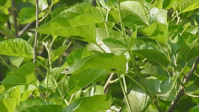 Mosquitero de Tickell/de Quinghai - ML546019561