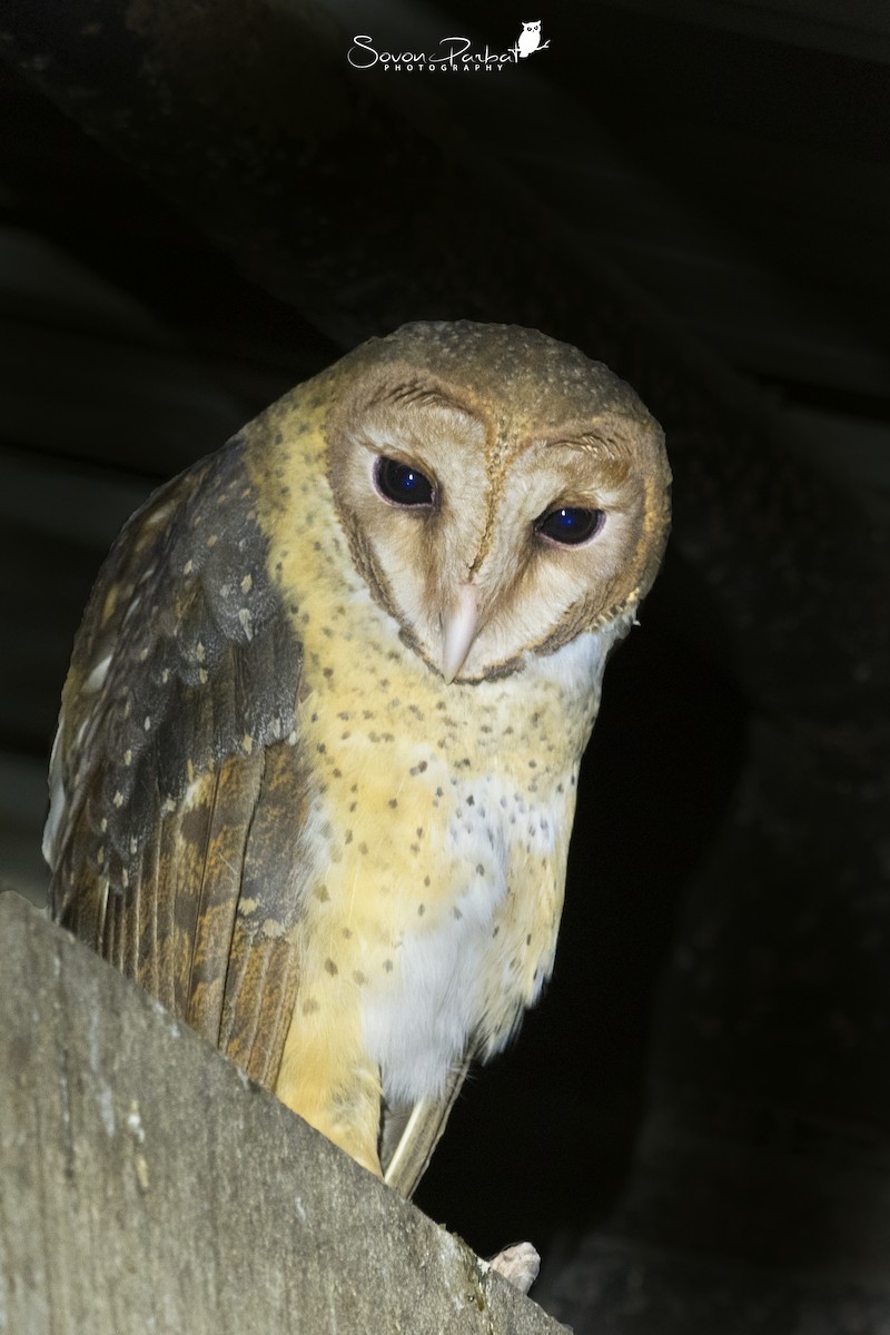 Andaman Masked-Owl - ML546019601