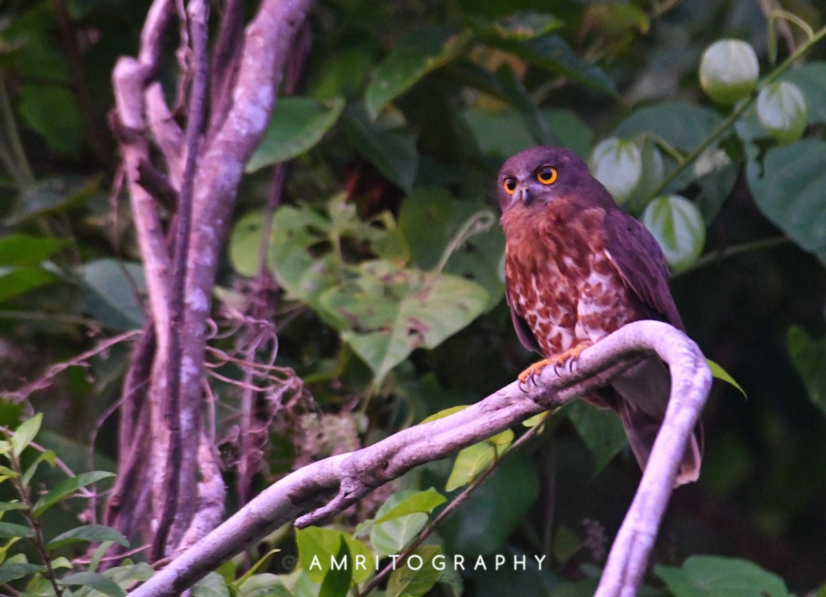 Brown Boobook - ML546019941