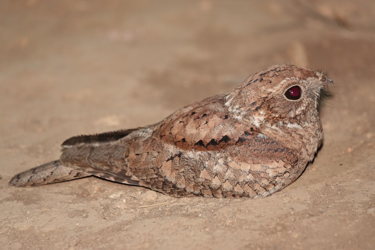 Plain Nightjar - ML546020531