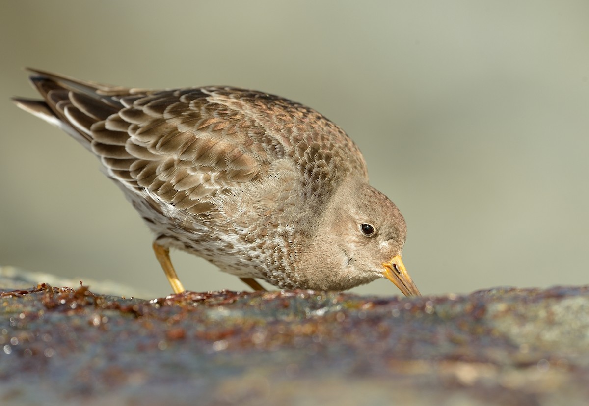 Purple Sandpiper - ML546021261